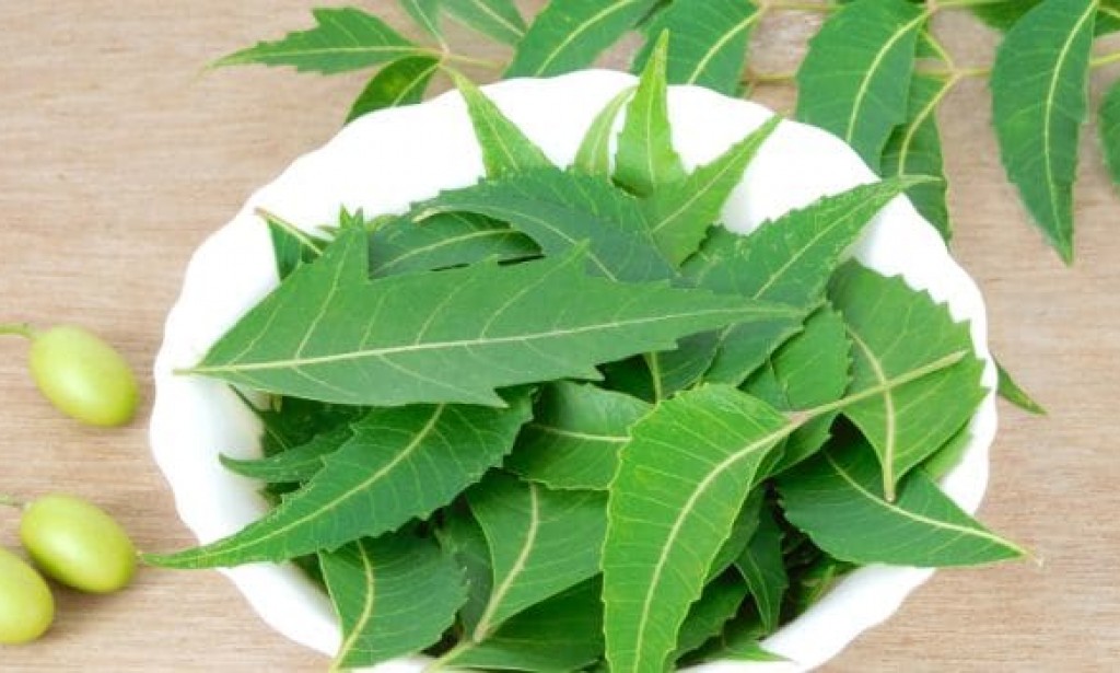 Use of Antioxidants, Green Tea and Margosa