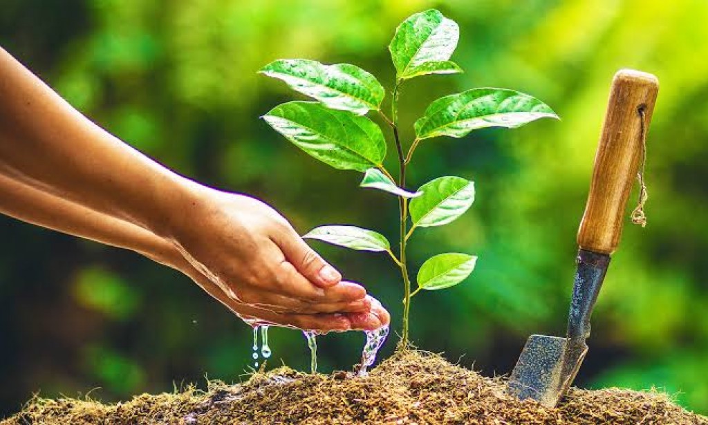 Why Trees plantation is important