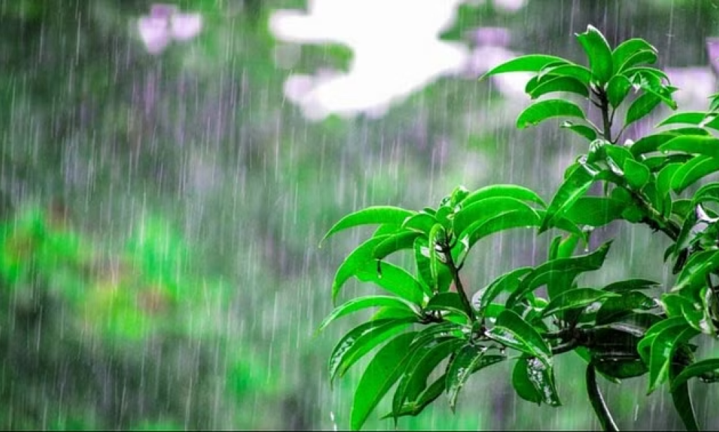 The Fascinating World of Rainfall: Unveiling Nature's Precious Gift