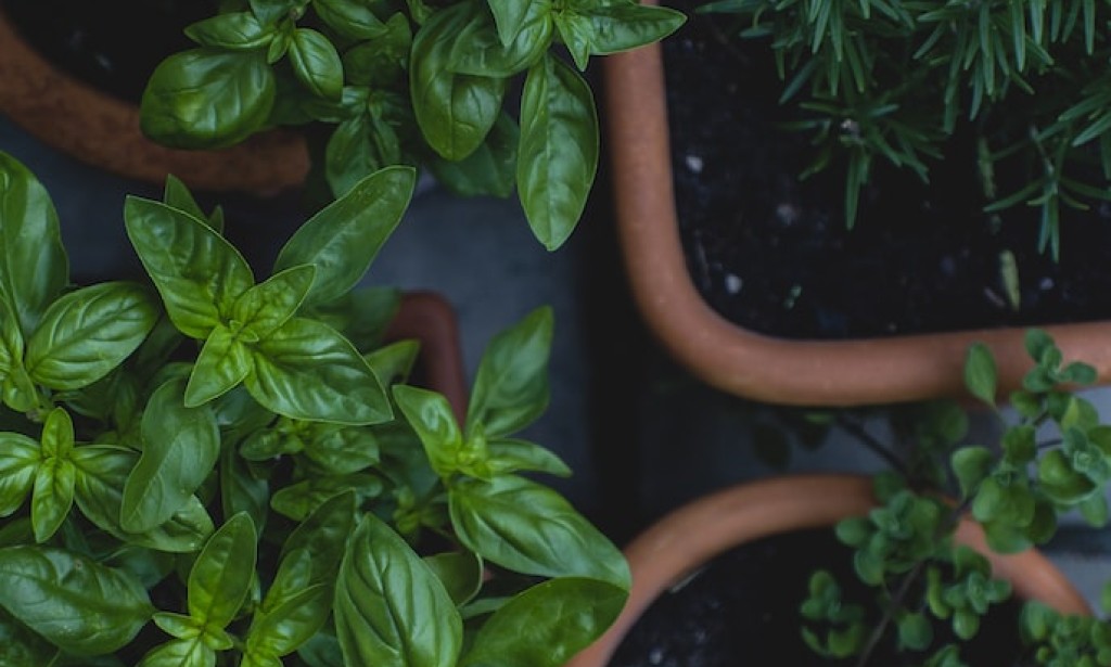 The Necessity of Gardening: Cultivating a Greener Future