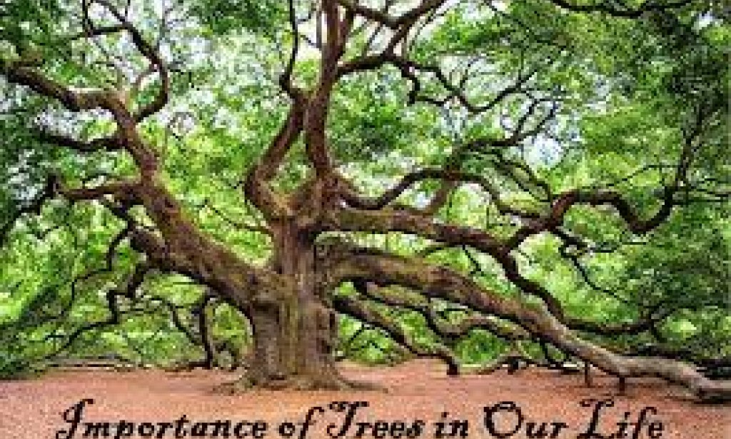 Bearing Life's Breath: Understanding the Critical Importance of Trees