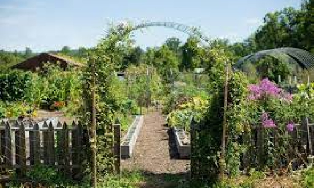 Rooted Living: Embracing the Homesteading Lifestyle