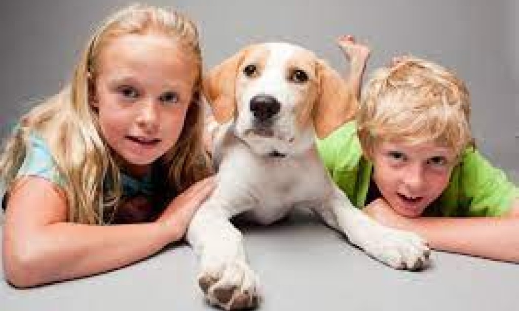 Paws & Beyond: Nurturing Bonds Through Exceptional Pet Supplies