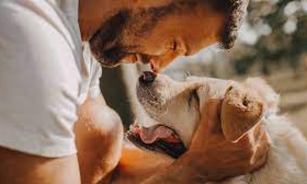 Canine Care Compendium: Nurturing Your Furry Companion's Well-being