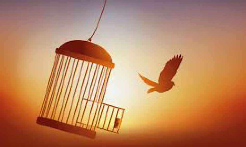 Flight to Freedom: Understanding Bird Cages for Avian Companions
