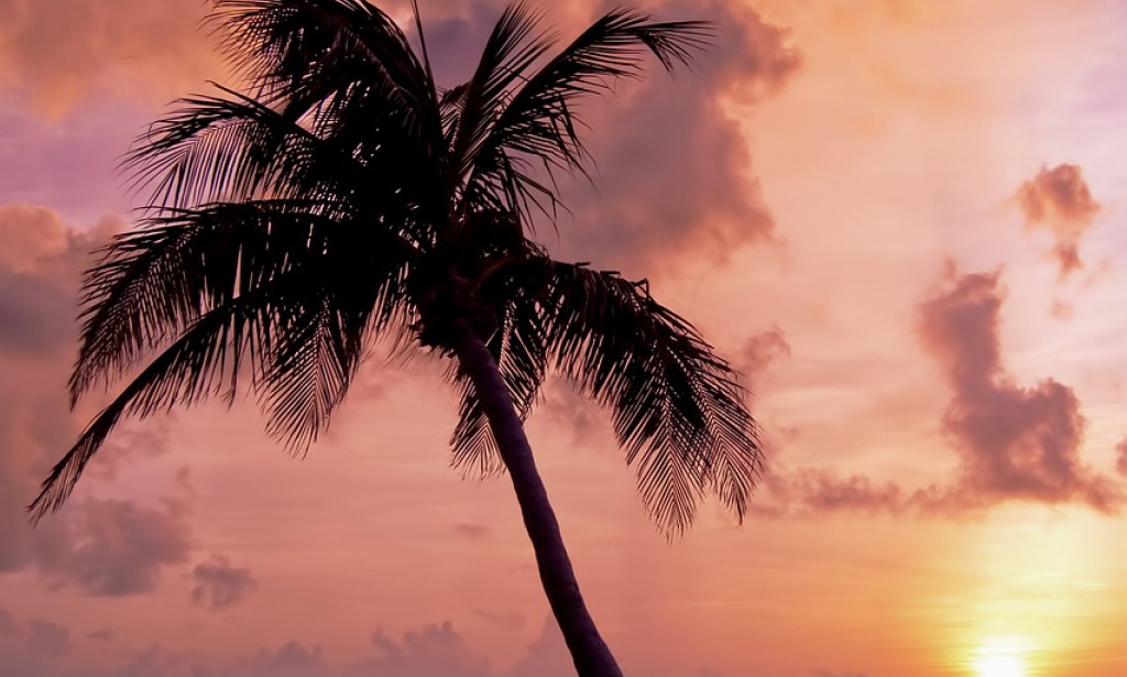 ## Palm Food: A Delightful Piece of Clinical benefits