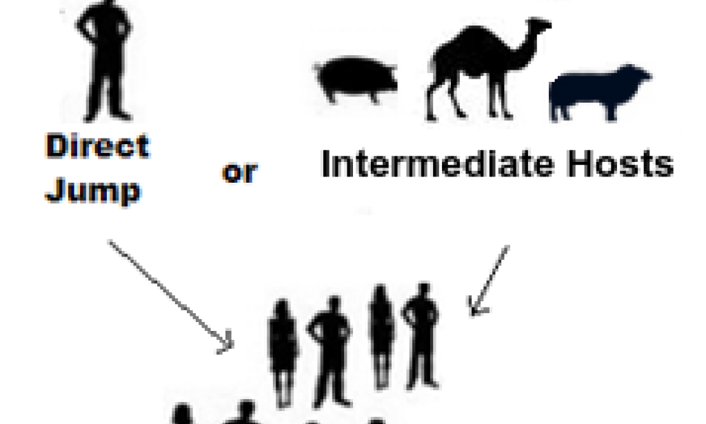 Unveiling Bat-Borne Viruses: Exploring the Risks and Impact on Human Health