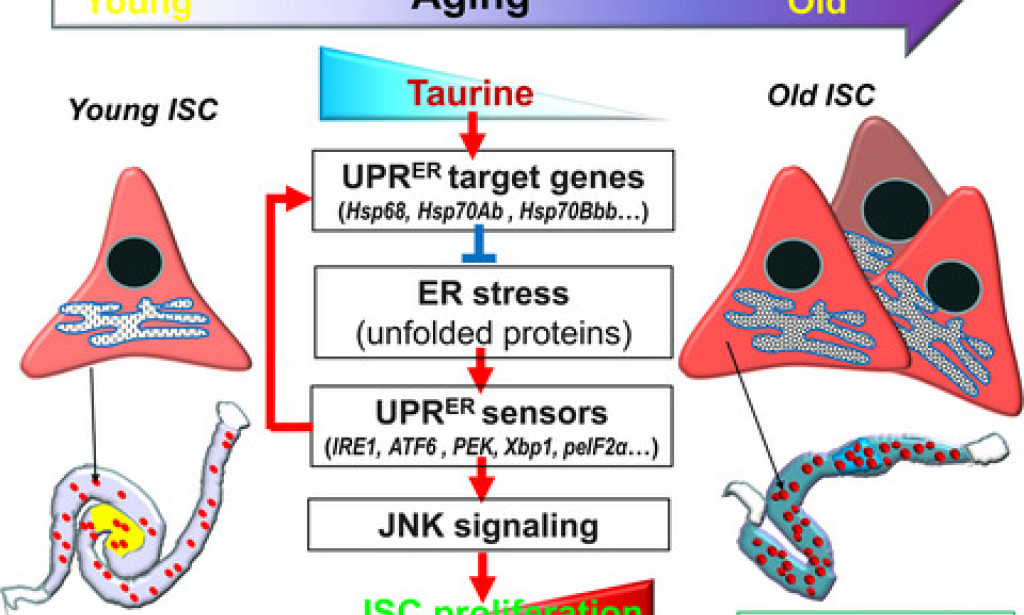 Taurine and anti-aging