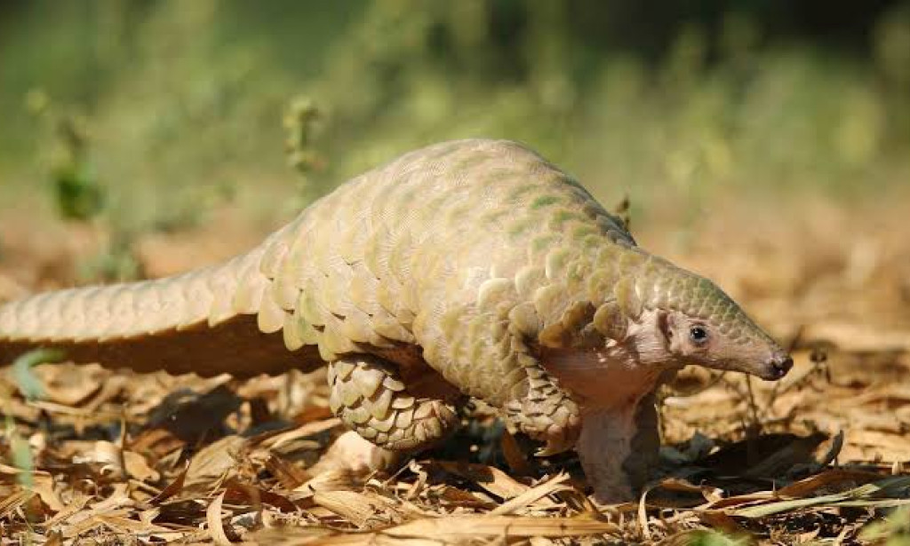 Brazilian semi-arid biome could lose over 90% of mammal species by 2060