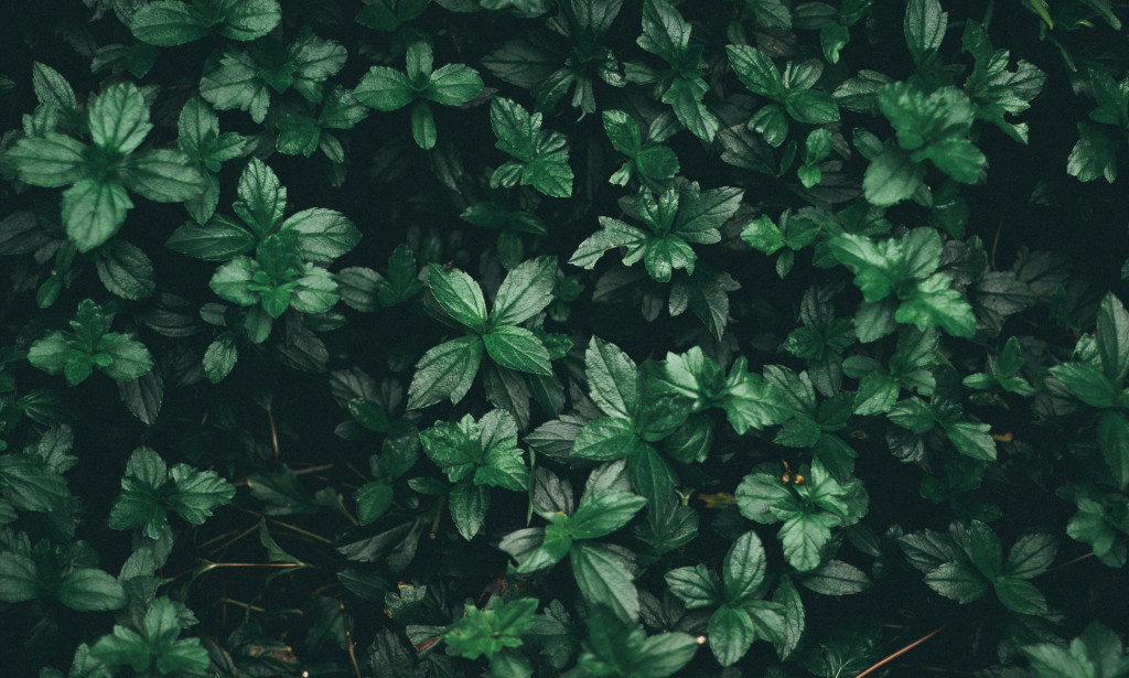 Exploring a Plant-Based Way of life: Tips and Recipes