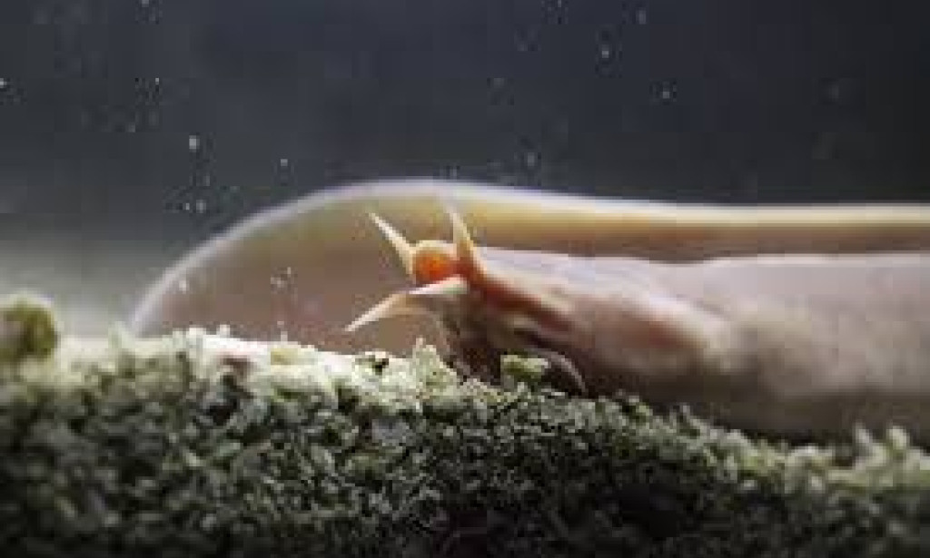 Scientists sequenced the first genome of the hagfish