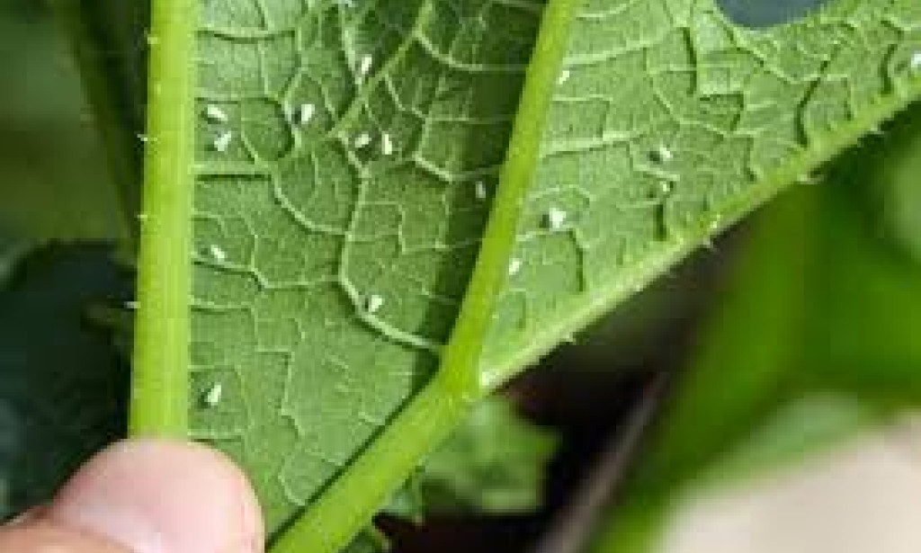 US (GA): CAES researchers secure $4 million to tackle silverleaf whitefly problem