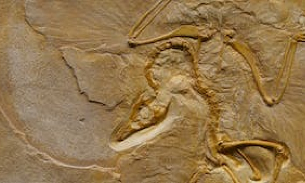 Brief look Into Profound Time: Fossil Uncovers Earth's Most seasoned Reptilian Skin