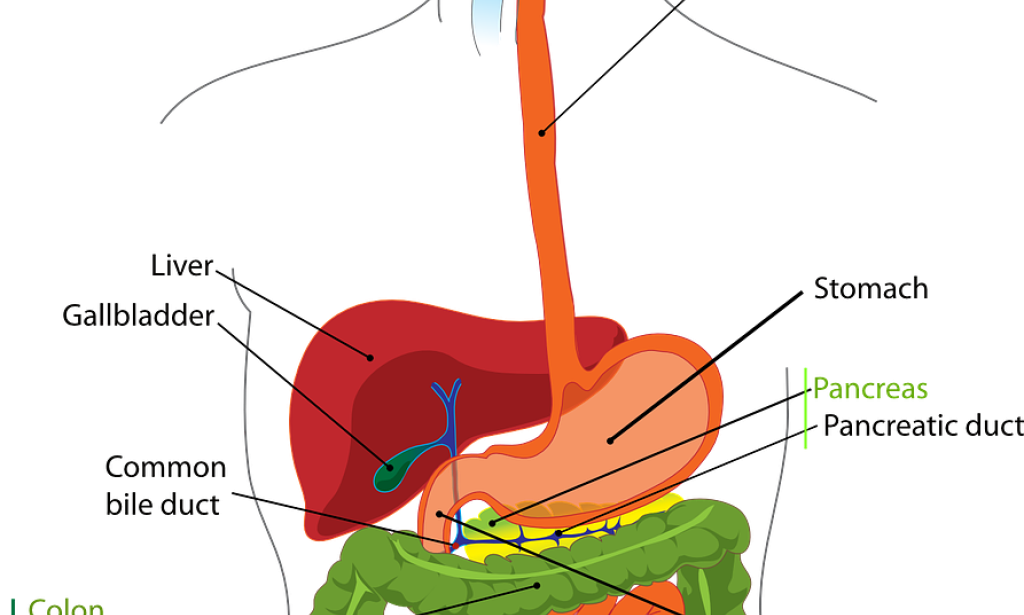 Uncovering Stomach related Elements: Changes in Entrail Propensities and Security Tips.(Final Part)
