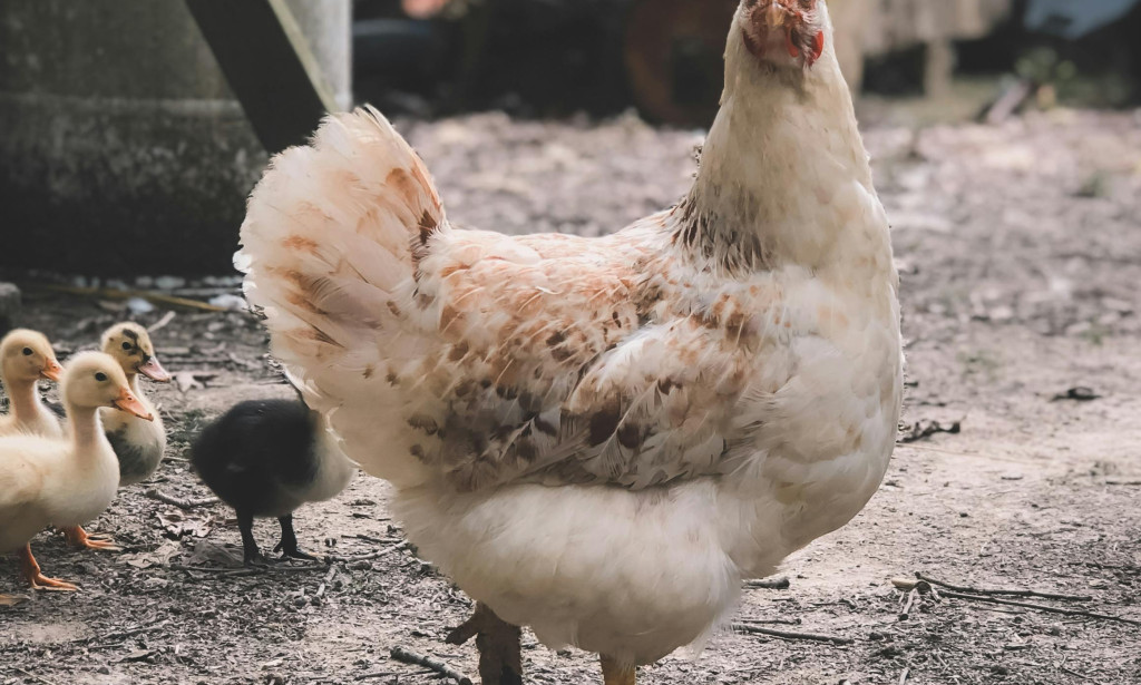 Becoming the best at Cooking Chicken Qorma: A Scrumptious Excursion