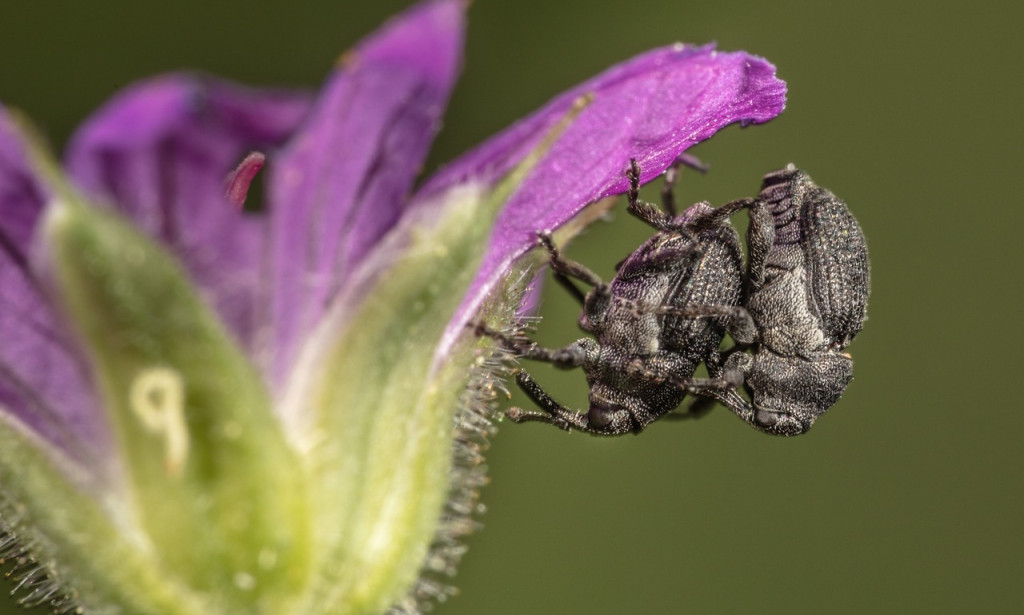 Nurturing Intimacy: A Comprehensive Guide to Sexual Well-being and Pregnancy