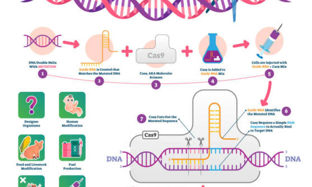 CRISPR Quality Altering: Reforming Medication and Then some