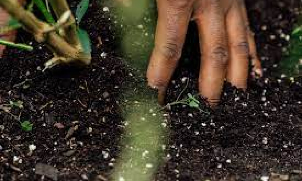 Thriving Roots: Black-Owned Businesses Cultivating Success in Detroit