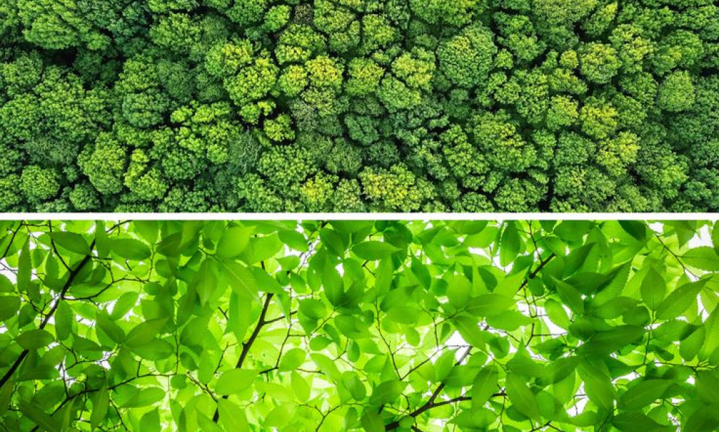 Safeguarding Biodiversity: Procedures for Protecting Environments and Natural life Territories