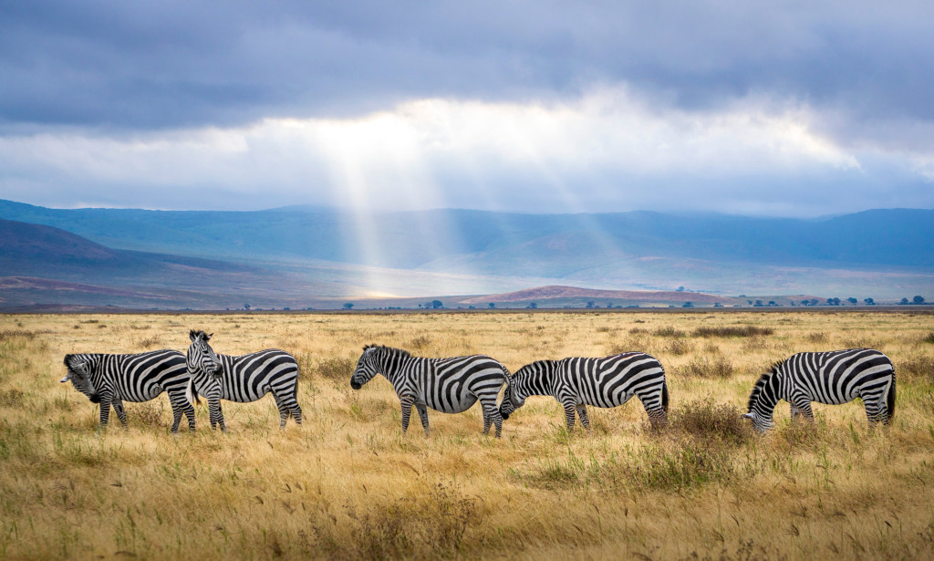 10 Top Ways to Enhance Wildlife Habitat and Earn up to $10,000 on Your Land