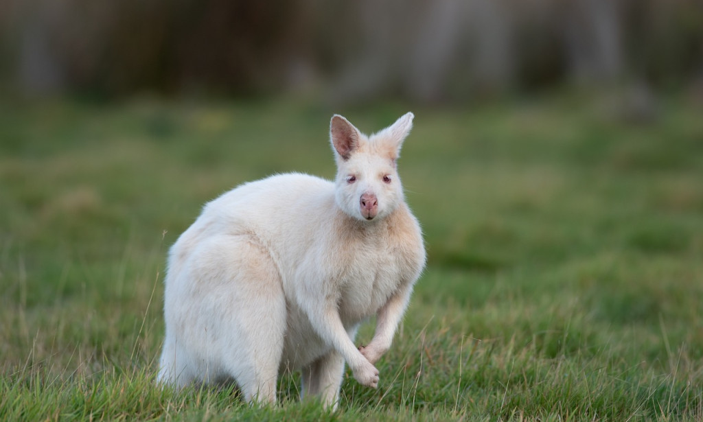 Title :The Wonders and Risks of Genetic Mutations a complete guide