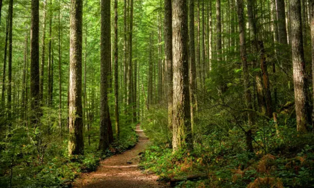 Pakistan's Natural Resources: Economic Contributions and Environmental Implications