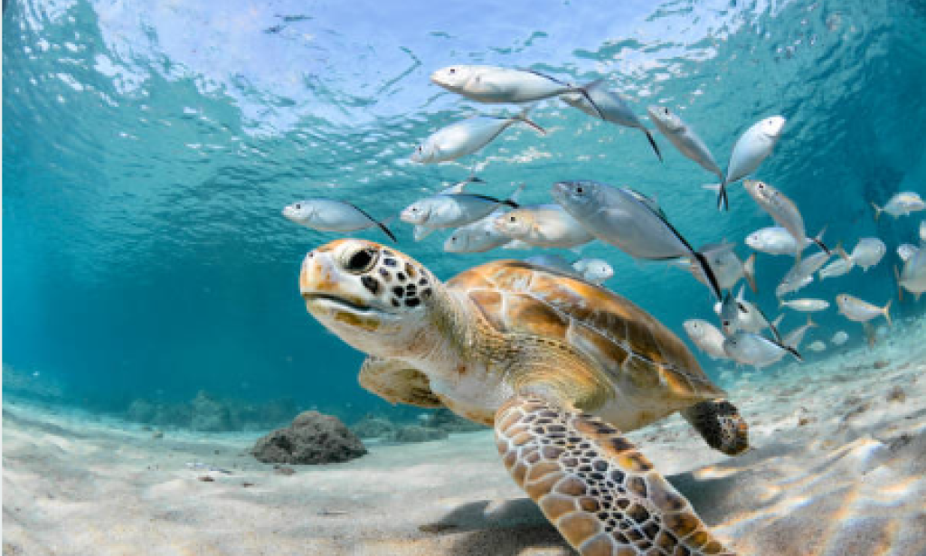 Unveiling the Mysteries of Nature's Hunters: Understanding Their Role in Ecosystem Dynamics Science: