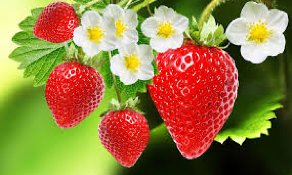 The Sweet Orchestra of Wellbeing: Disclosing the Wholesome Wonders of Strawberries