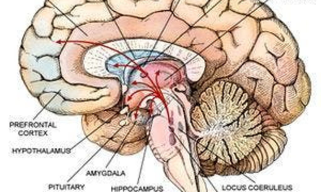 Understanding Brain Diseases: From Neurological Disorders to Mental Health Challenges