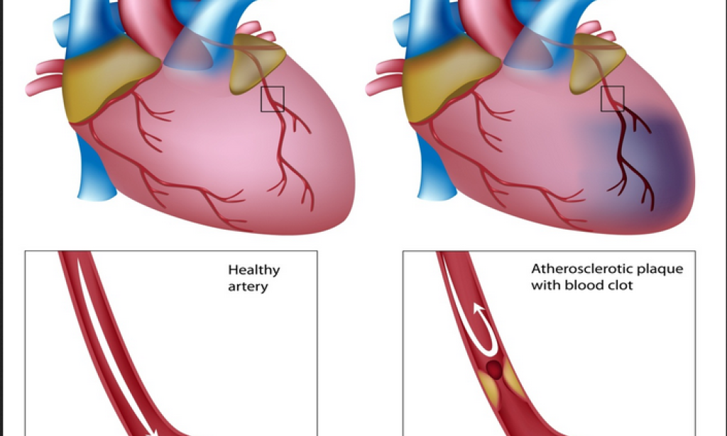 Exploring the Intricate Functions of the Heart: A Vital Organ's Role in Human Physiology