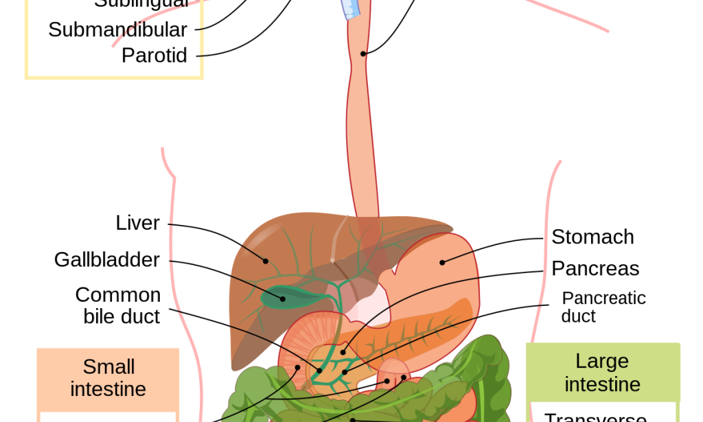 Demystifying the Digestive System: A Comprehensive Exploration of its Structure, Functions, and Importance in Human Physiology