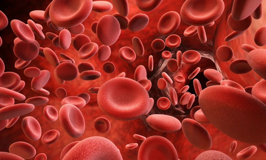 Understanding the Marvel of Circulation: The Intricate Dance of Blood Within Our Bodies