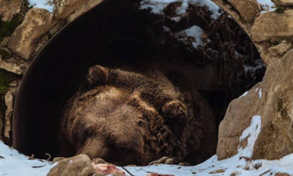 Can a human really sleep for 309 years?     Scientific investigation of the incident ofthe Companions the Companions of the Cave: