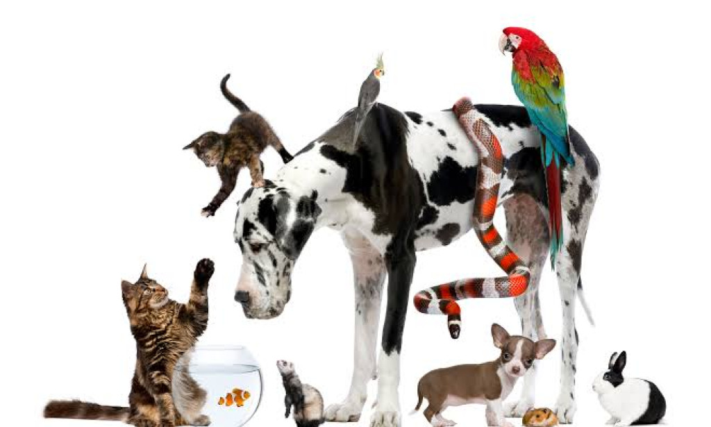 The Really 10 Pets: A Broad Manual for the Most Notable Accomplices