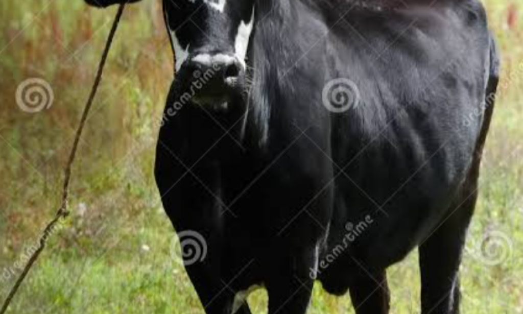 On the wall of liberal friends, this bong is running with full confidence. You can try asking them what the problem is: