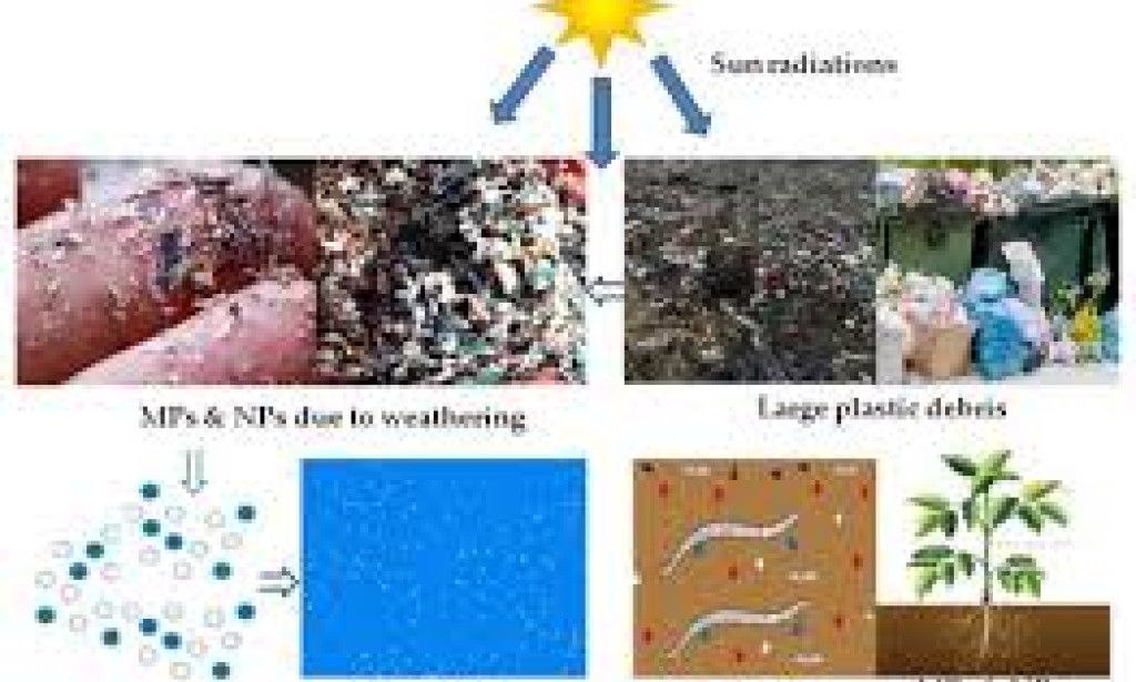 "Investigating the Sweet and Flexible Universe of Sugarcane: A Fundamental Organic product in Our Regular routines"