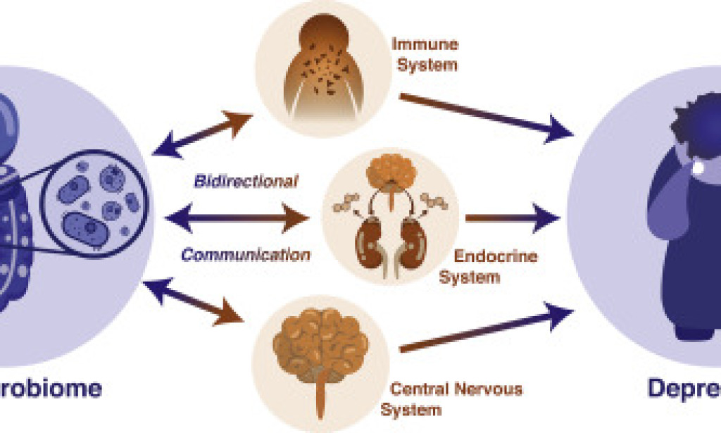 The Cooperative Connection Between the Human Stomach Microbiome and Psychological  wellness