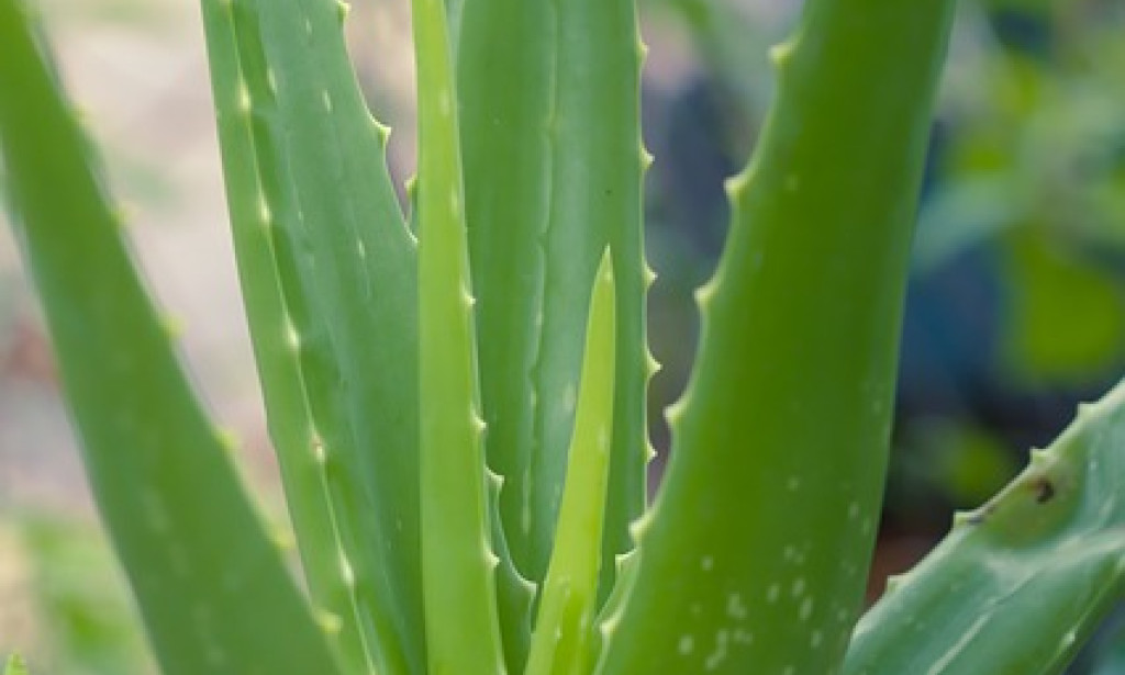 "Glow-Up Naturally in 2025: Tips with Organic Ingredients added detox benefits.