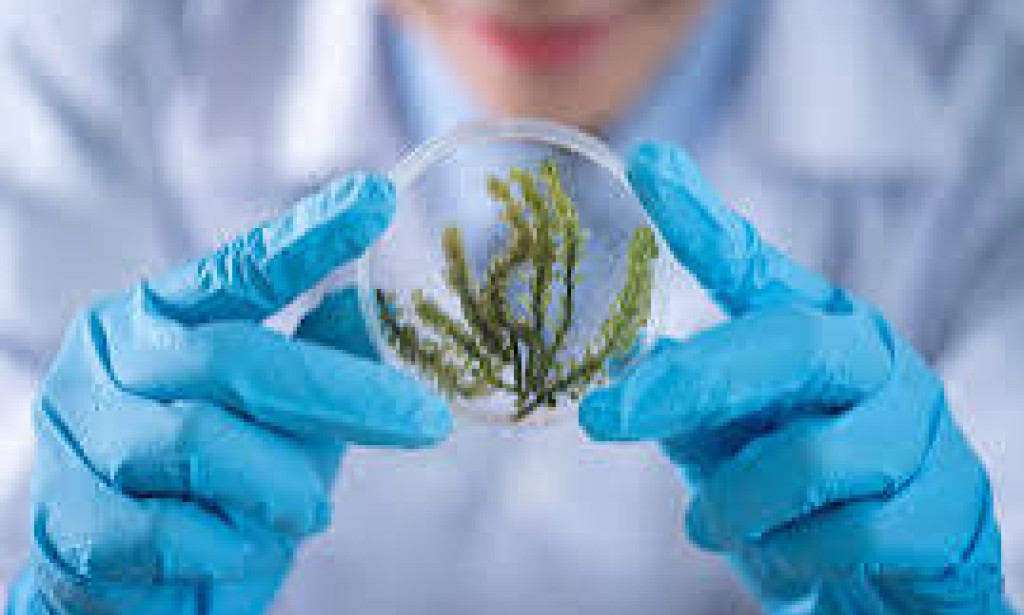 _The Meaning of Science: Understanding the Natural World_    Science is a term that is often used, but rarely defined