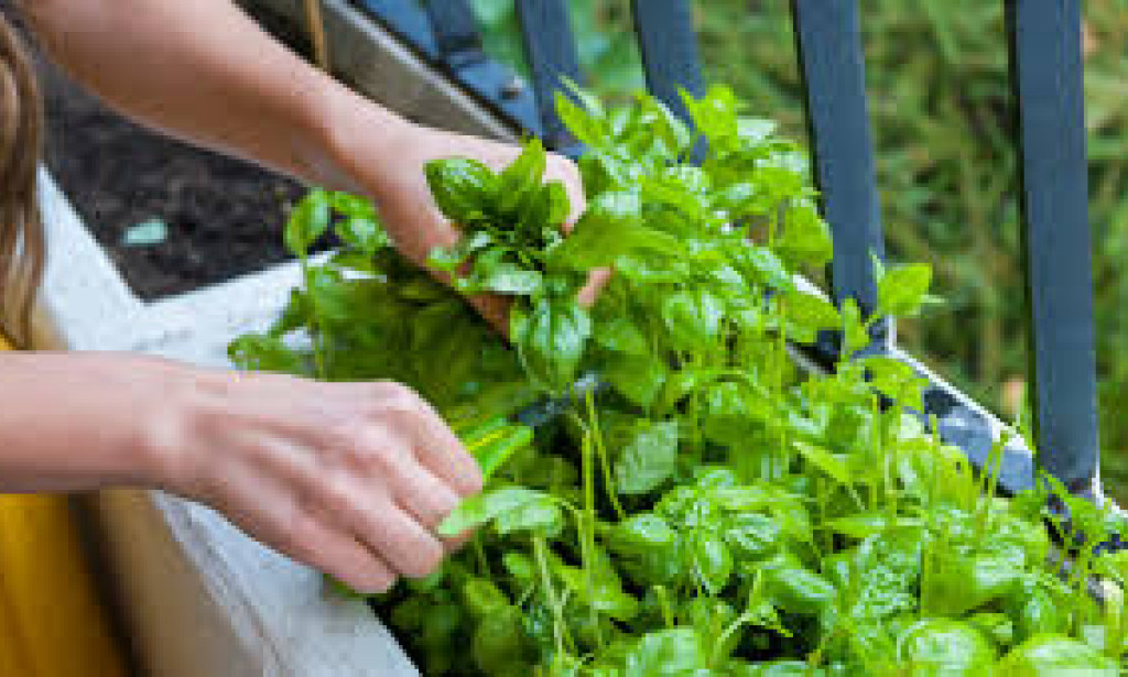 Simple Steps to a Sustainable and Eco-Friendly Lifestyle  sustainable diet choices