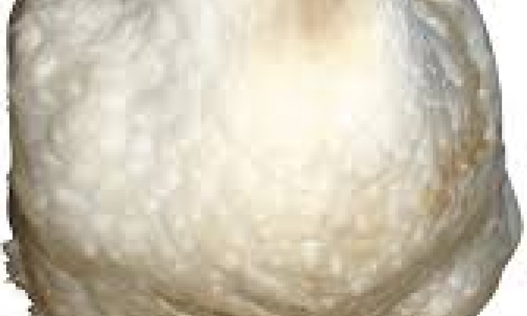 Rate of Chicken Decreases in Karachi  The price of chicken in Karachi has recently seen a noticeable decline, bringing relief to consumers but raising concerns among poultry farmers and tra