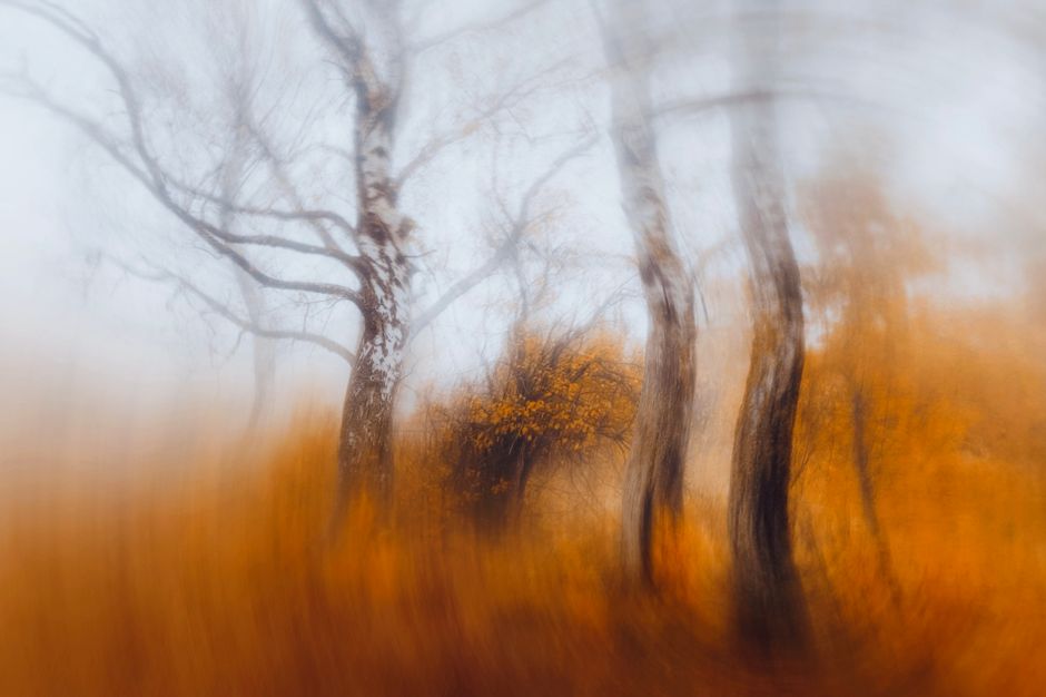 Dreamlike blurred trees in an autumn forest with a surreal atmosphere.