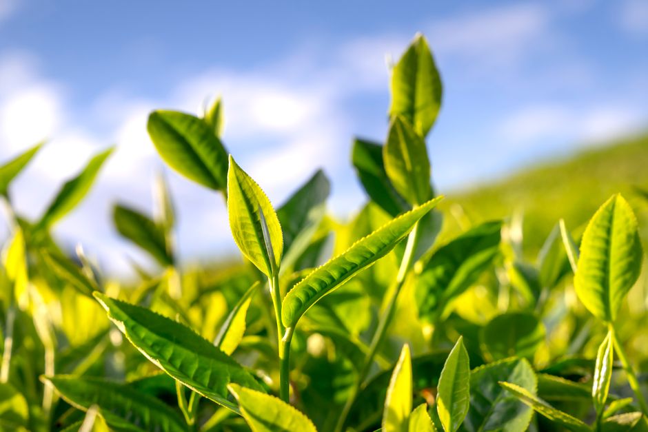 Rich Source of Powerful Antioxidants