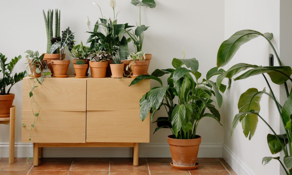 5 air-purifying plants that you can grow at home