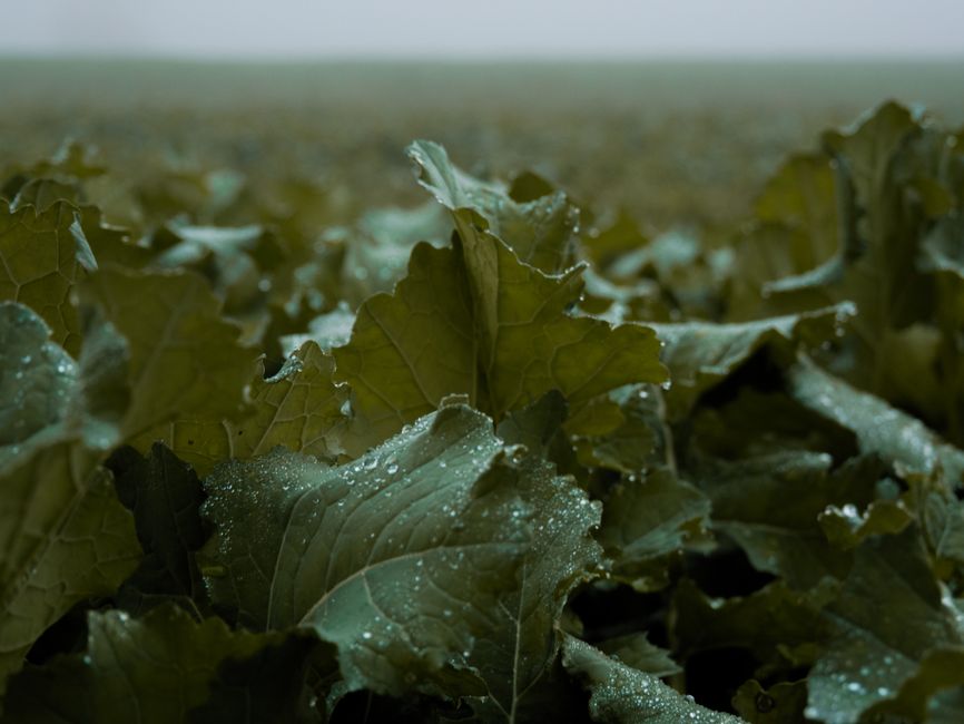 Capture of raindrops on lush green leaves in a rural field setting.