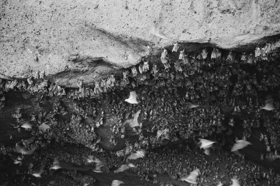 Monochrome depiction of bats hanging and flying inside a cave in Bali.