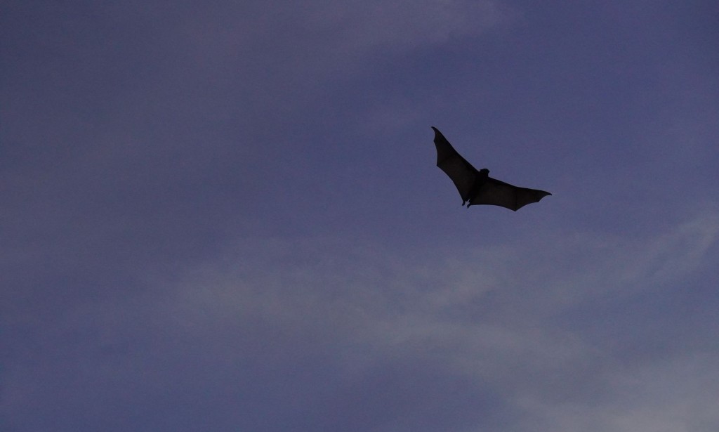 Unveiling Bat-Borne Viruses: Exploring the Risks and Impact on Human Health