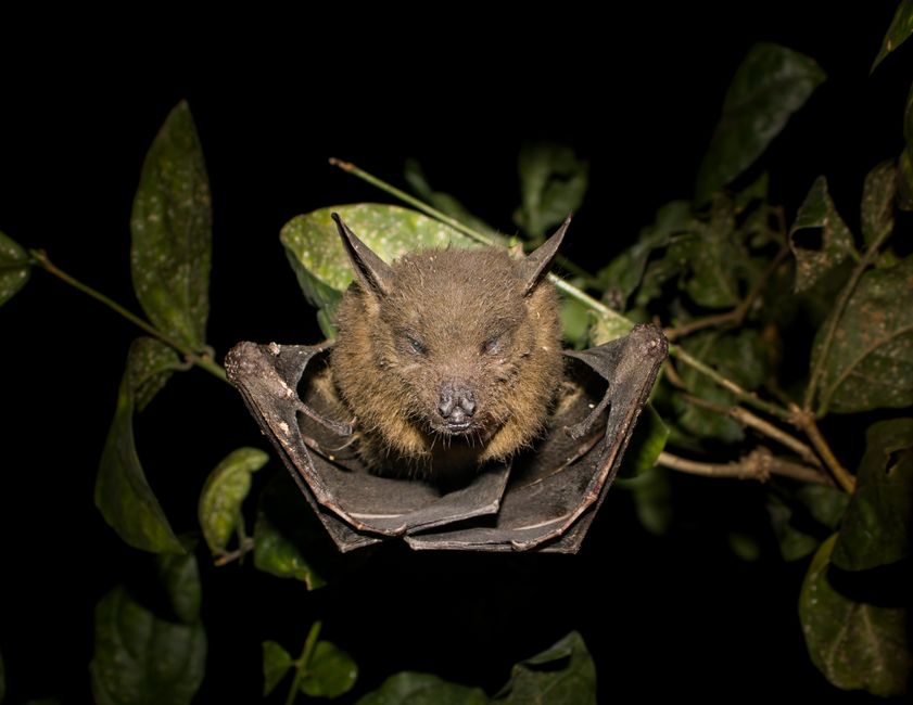 Detailed close-up of a bat resting among leaves at night, showcasing its natural habitat and nocturnal life.