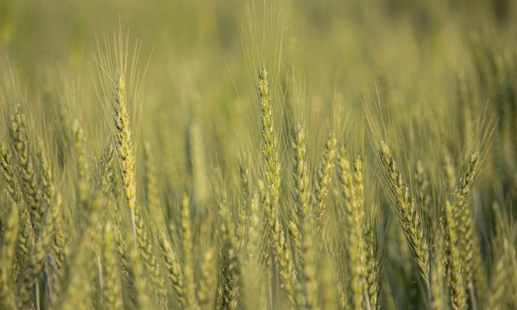 Agriculture plays a vital role in Pakistan’s economy, contributing around 23% to the country’s GDP