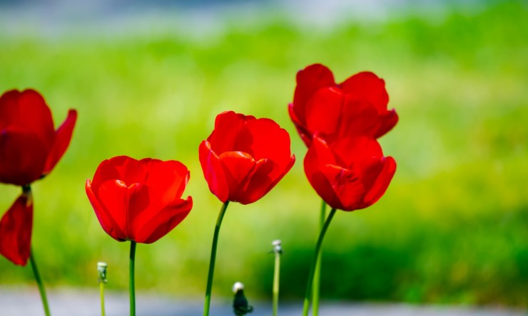 Flowers: Nature's Beautiful Creations That Captivate Us colors, intricate shapes,